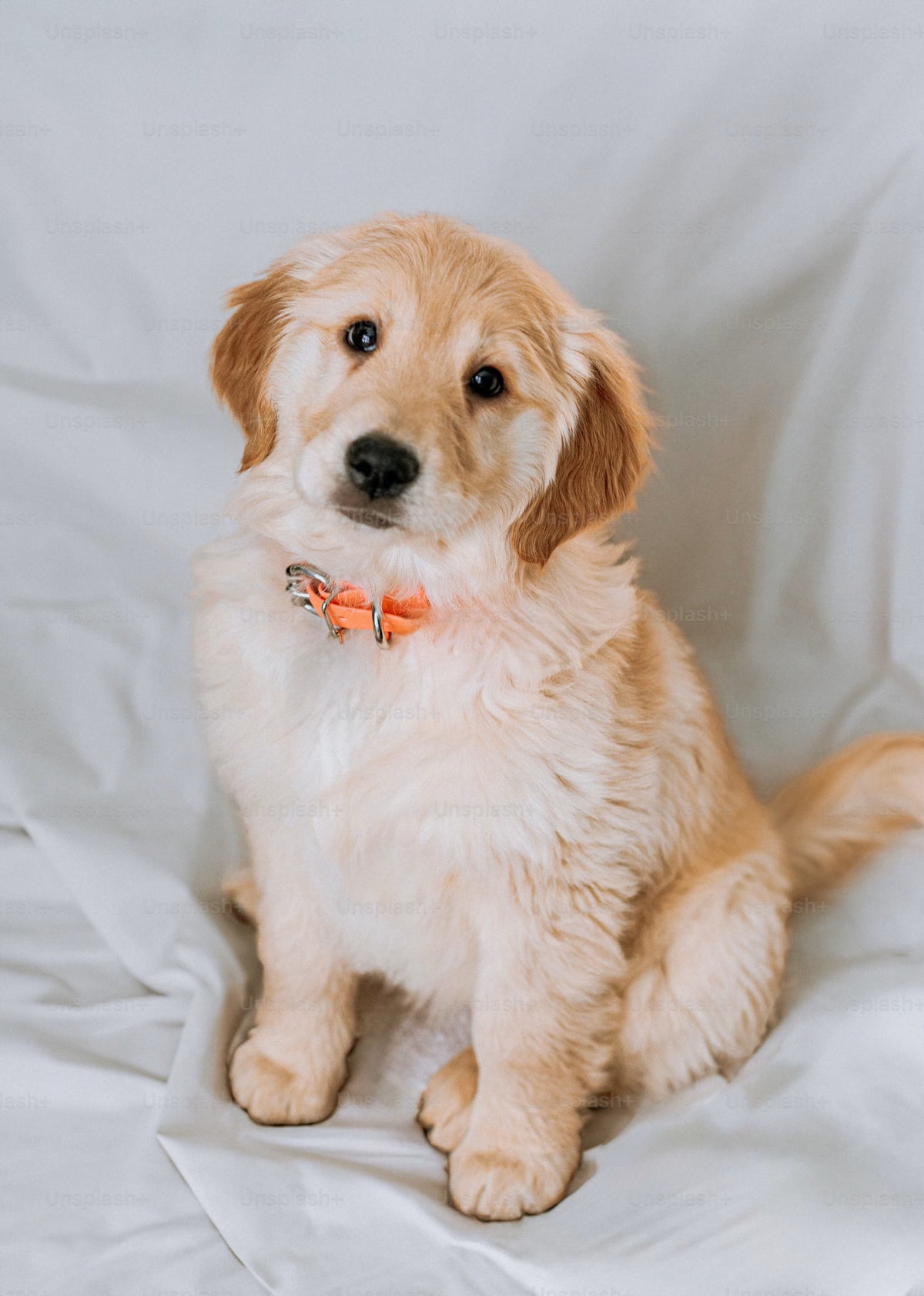 Pet Supplies & Accessories